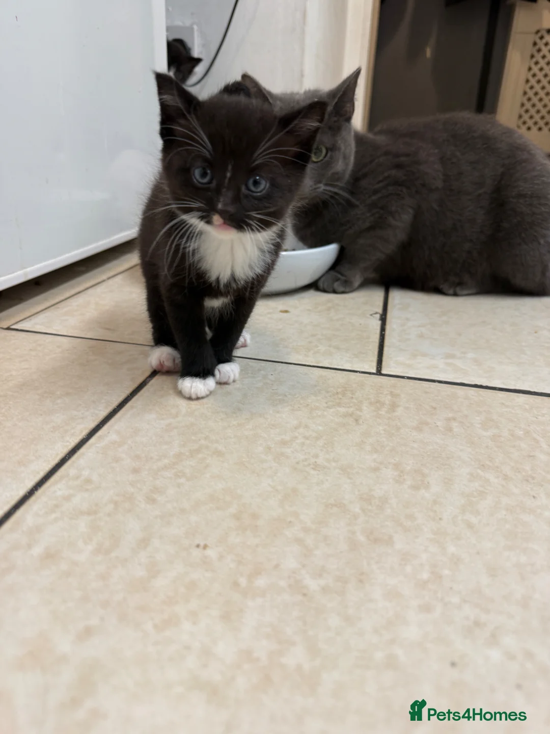 Russian Blue cats for sale: 4 almost identical black and white kittens in Derby - Advert 4