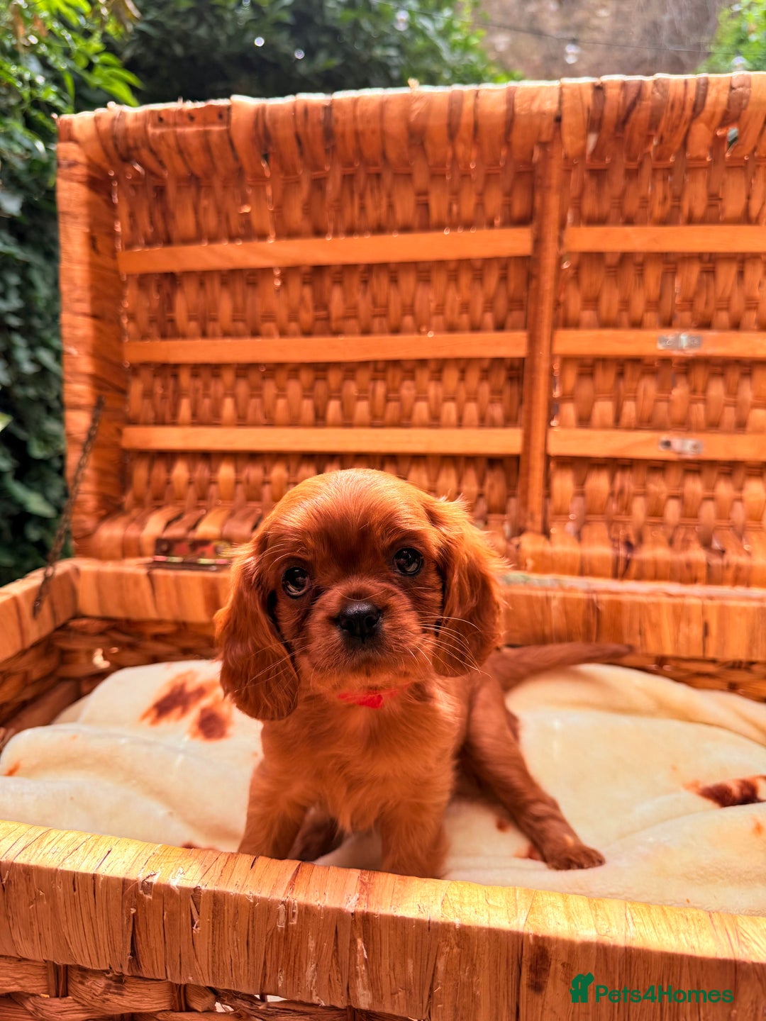 Cavalier King Charles Spaniel dogs for sale: Quality KC Health Tested Ruby CKCS Pups For  Sale - Image 25