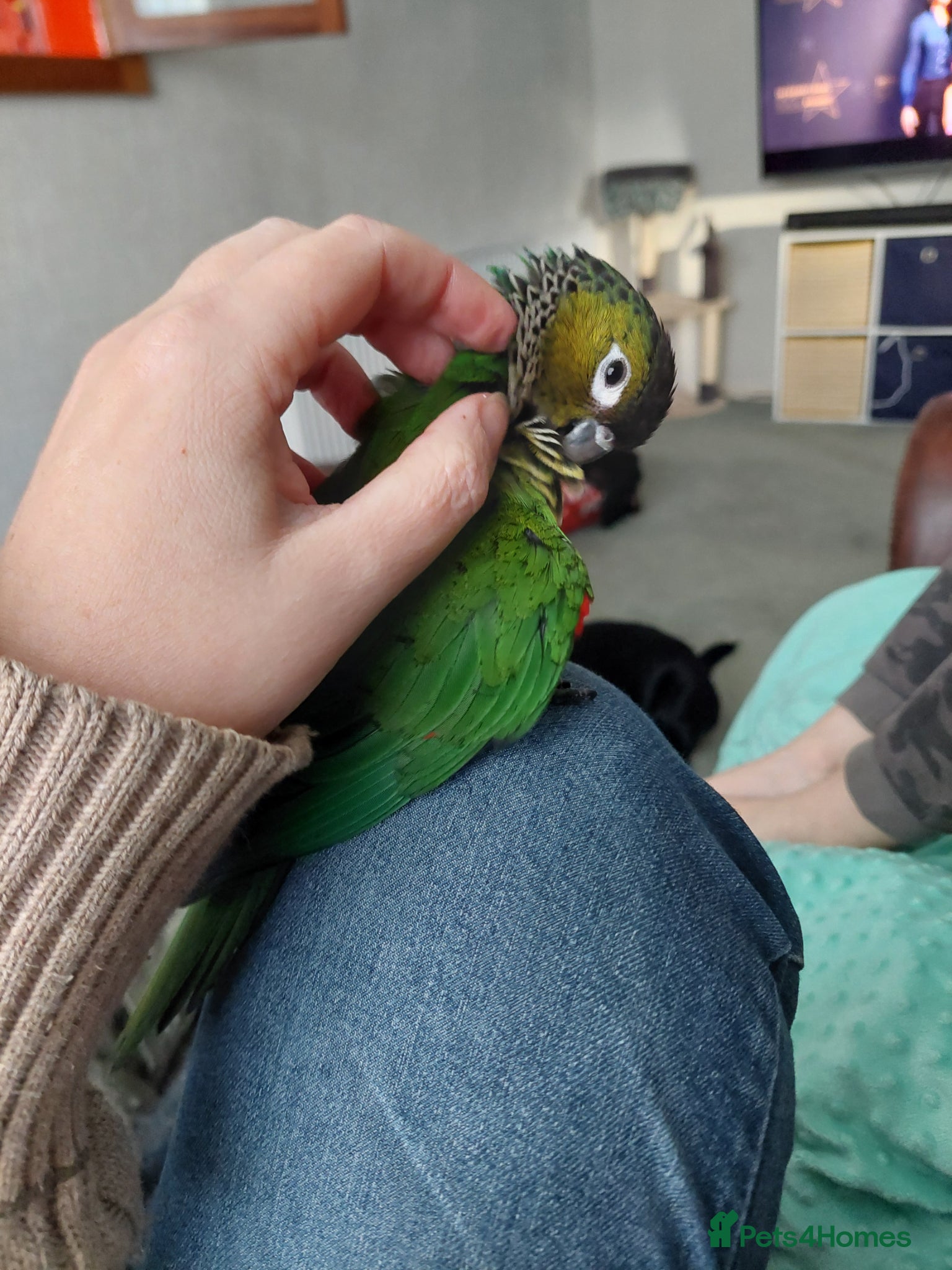Conures birds Very tame and friendly GCC looking for a new home - Advert 1