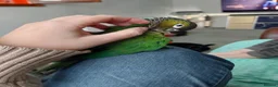 Conures birds for sale: Very tame and friendly GCC looking for a new home in Ripley - Advert 1