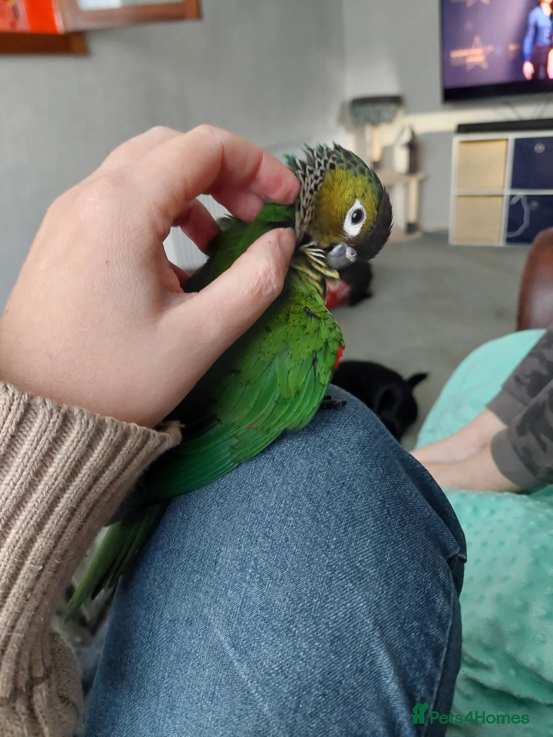 Conures birds for sale: Very tame and friendly GCC looking for a new home in Ripley - Advert 1