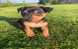 Mixed Breed dogs for sale: miniature pincher / mini jack  - Image 5
