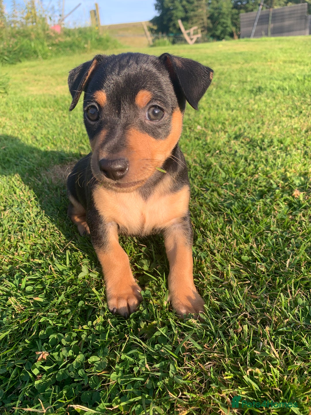 Mixed Breed dogs for sale: miniature pincher / mini jack  - Image 5