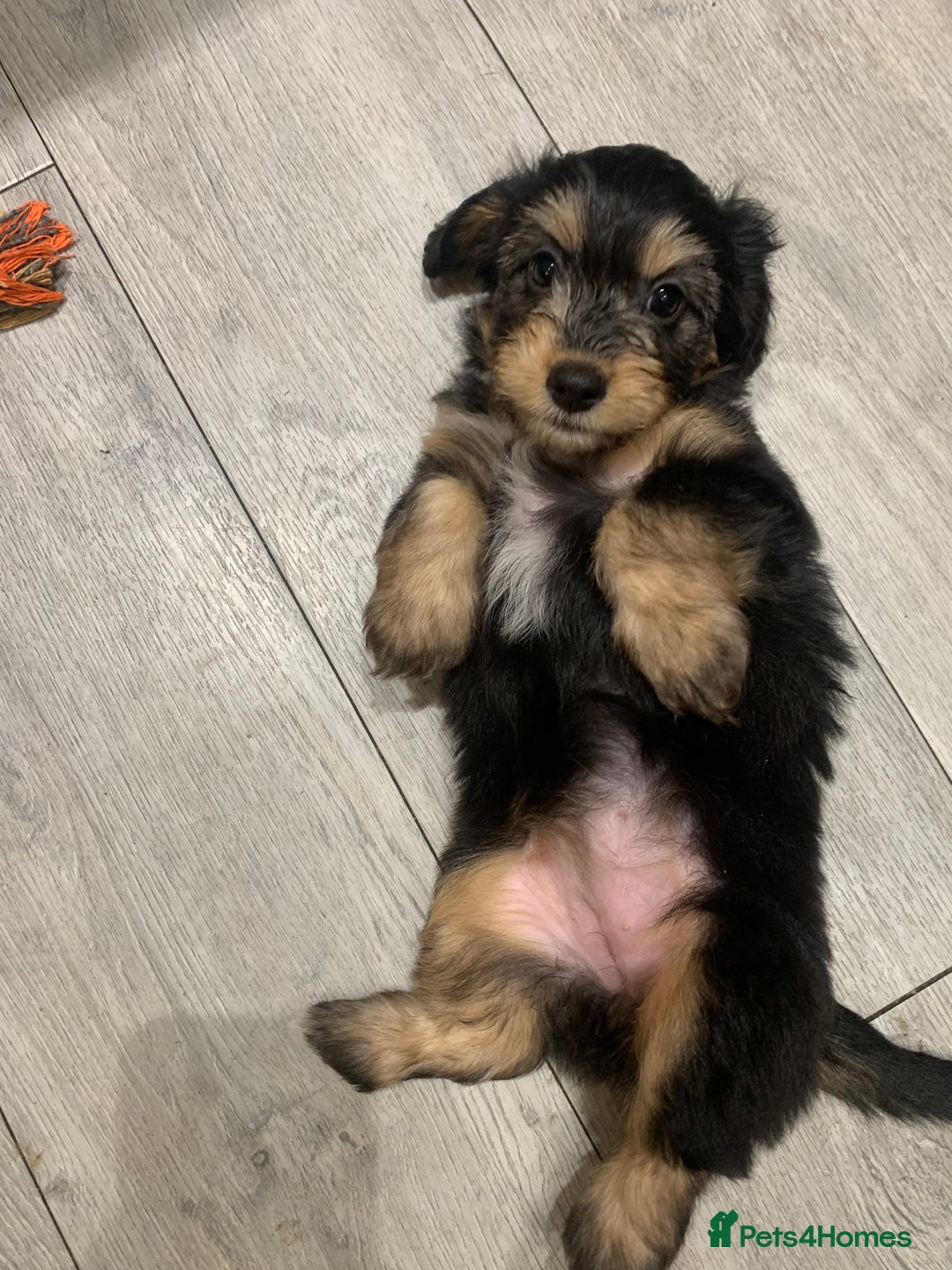 Mixed Breed dogs for sale: Doxiepoo pups - Advert 18