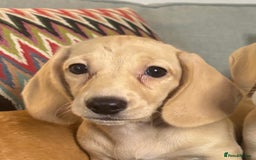 Miniature Dachshund dogs for sale: 🐶 Miniature Smooth Haired Dachshunds. KC REG. 🐶  - Image 22