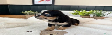 Black and Tan girl 