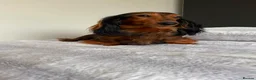 Miniature Dachshund dogs for sale: Ready Now 3 Boys Mini Long hair boysKc registered  - Advert 9