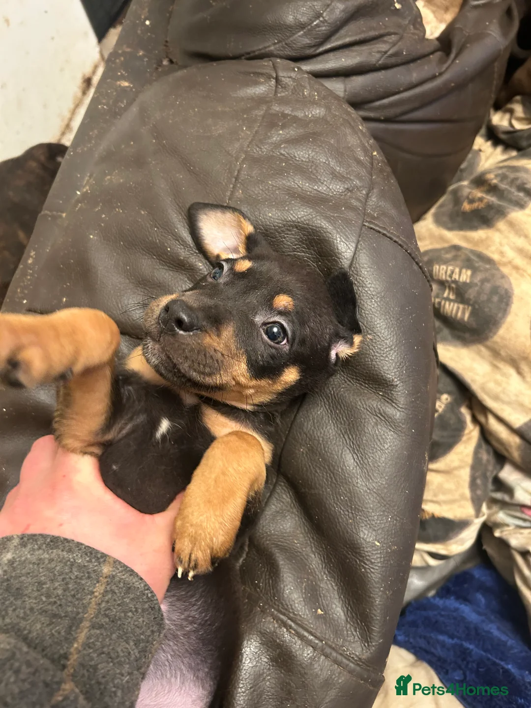 Staffordshire Bull Terrier dogs for sale: Puppies for sale - Advert 23