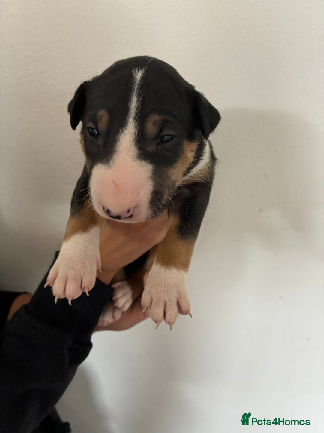 English Bull Terrier dogs for sale: English Bull Terrier puppies🐾KC Registered  - Image 12