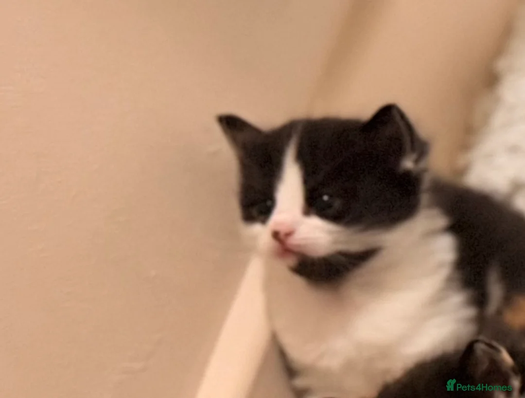 Mixed Breed cats for sale: 5 Kittens for sales  - Advert 2