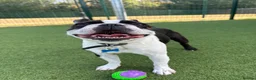 Boston Terrier dogs for stud: Handsome KC Registered Boston Terrier  - Advert 3