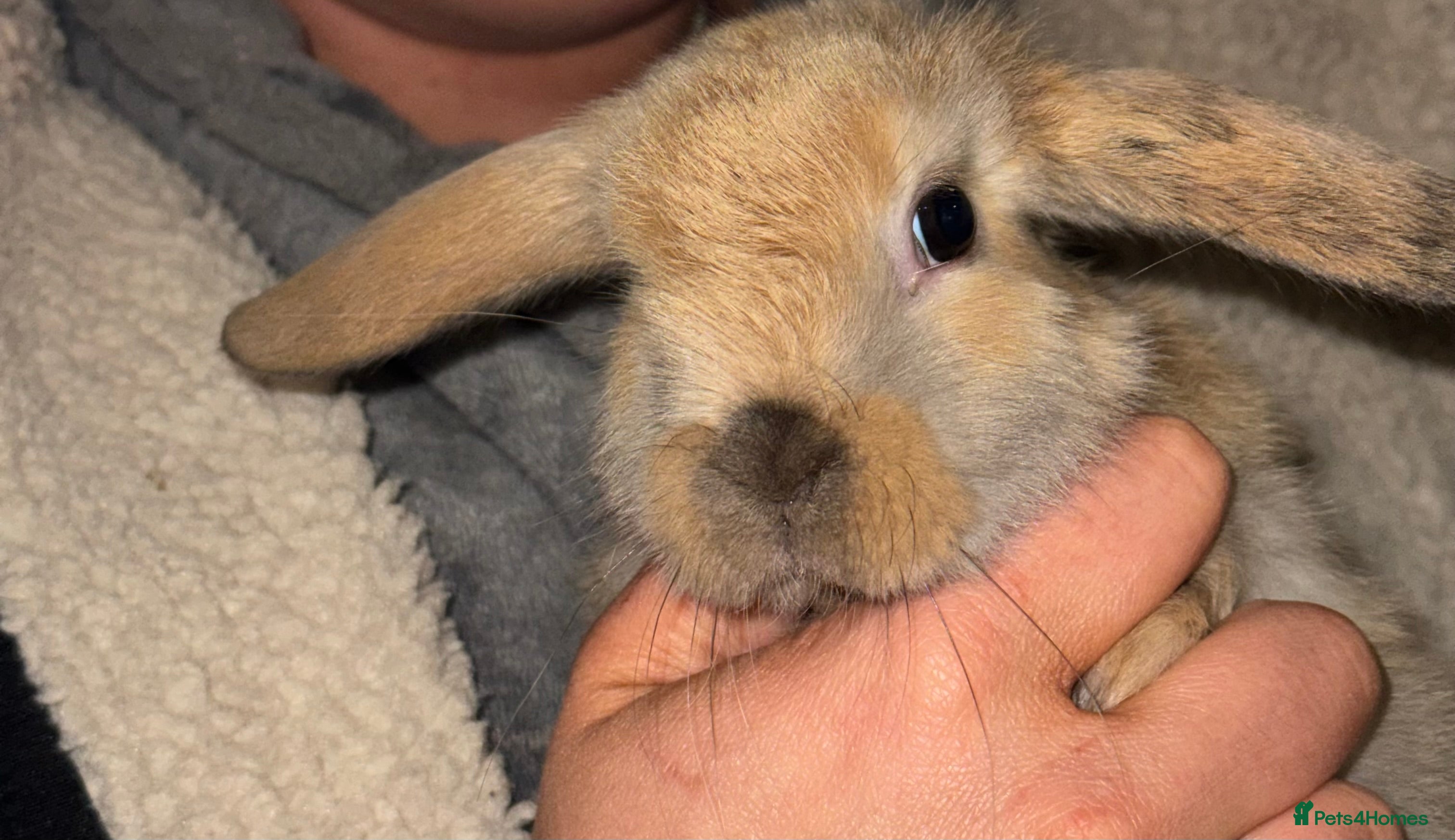 Mini Lop rabbits Bunny Ready to Go!! - Advert 11