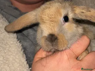 Mini Lop rabbits Bunny Ready to Go!! - Advert 11