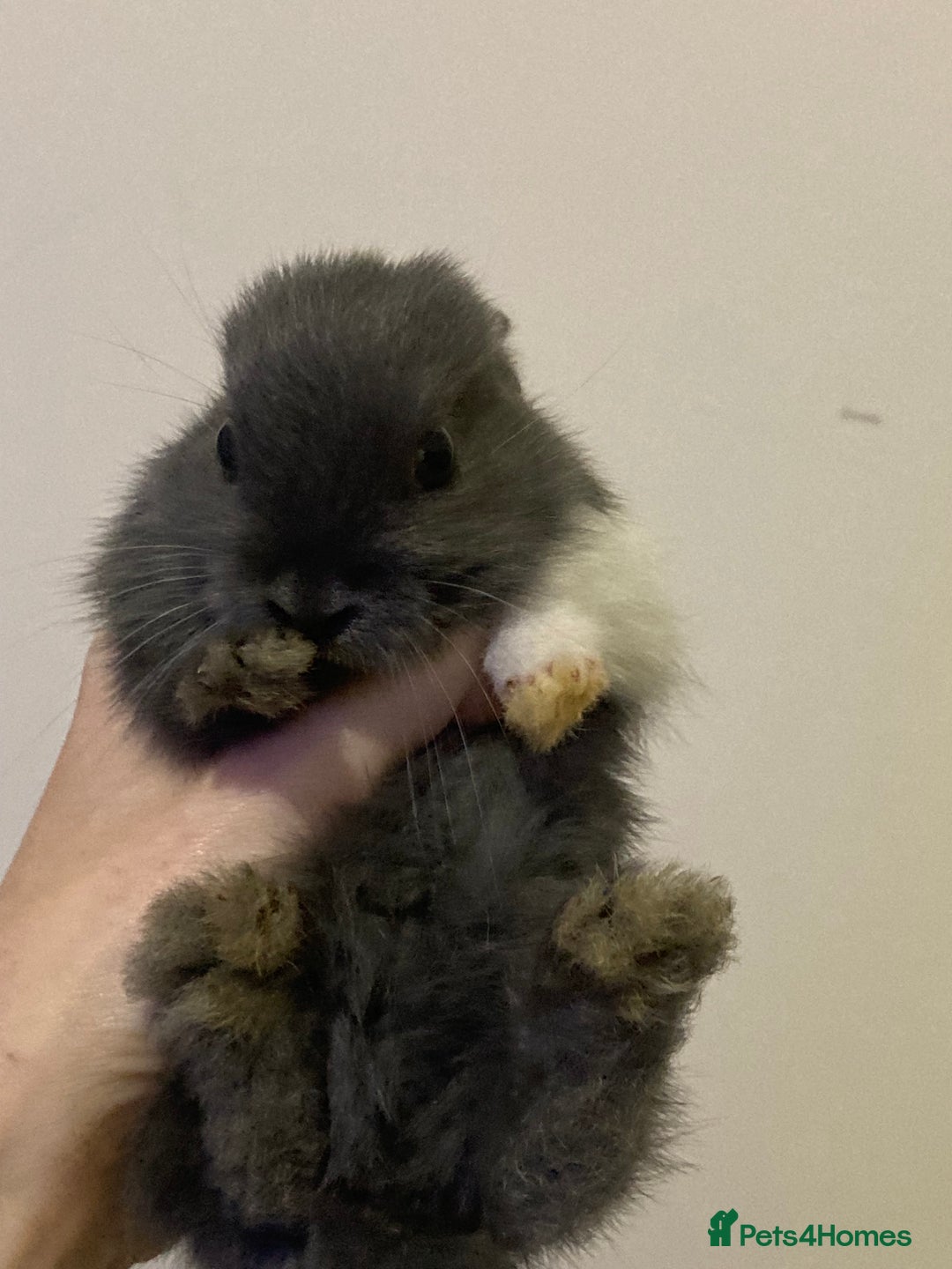Mini Lion Lop rabbits for sale:  beautiful babies ready on the 18 October  - Image 5