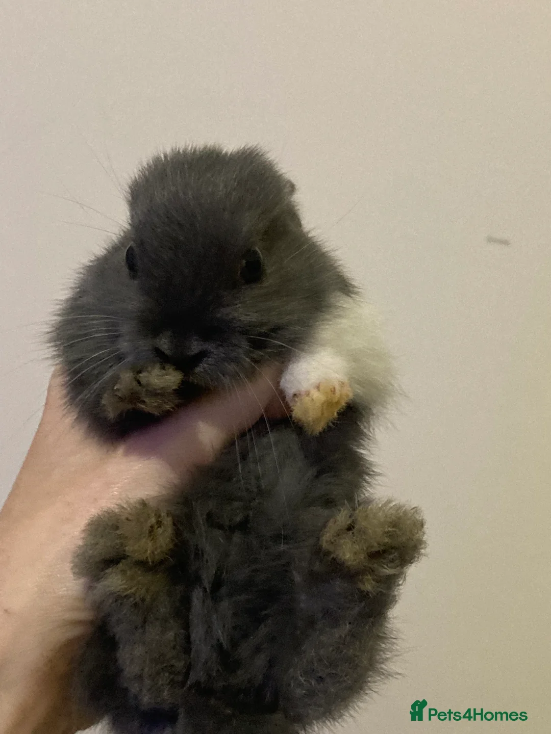 Mini Lion Lop rabbits for sale:  beautiful babies ready on the 18 October  - Advert 5
