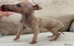 Italian Greyhound dogs for sale: Looking for new home  - Image 9