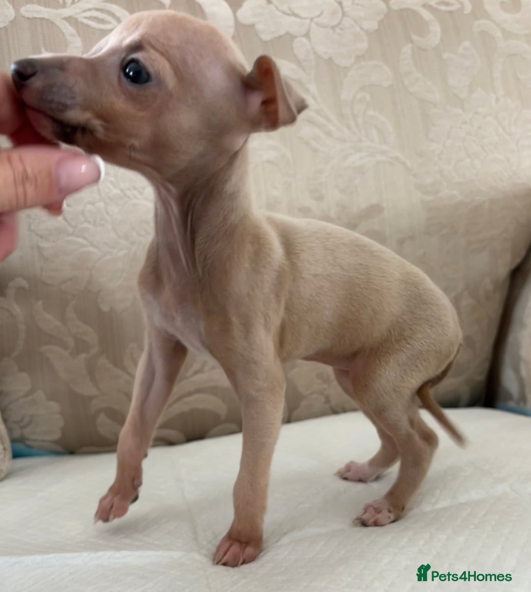 Italian Greyhound dogs for sale: Looking for new home  - Image 9