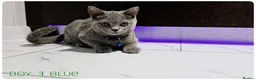 British Shorthair cats for sale: British Blue & Munchkin Kittens & Scottish Fold - Advert 26