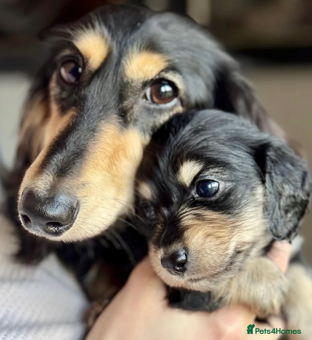 Miniature Dachshund dogs for stud: KC Registered - Health Tested - Proven Stud Dog 🏅 - Advert 23