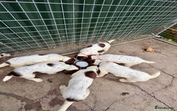English Springer Spaniel dogs for sale: GAMEKEEPER BRED SPRINGER SPANIEL PUPS - Image 28