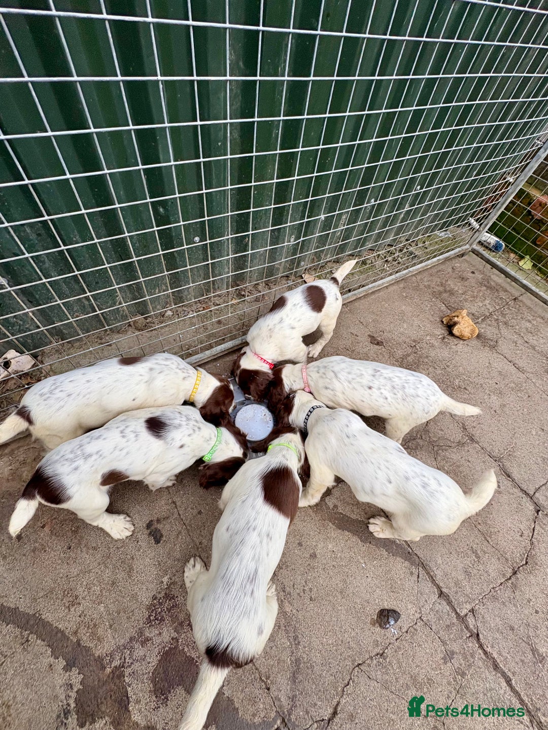 English Springer Spaniel dogs for sale: GAMEKEEPER BRED SPRINGER SPANIEL PUPS - Image 28