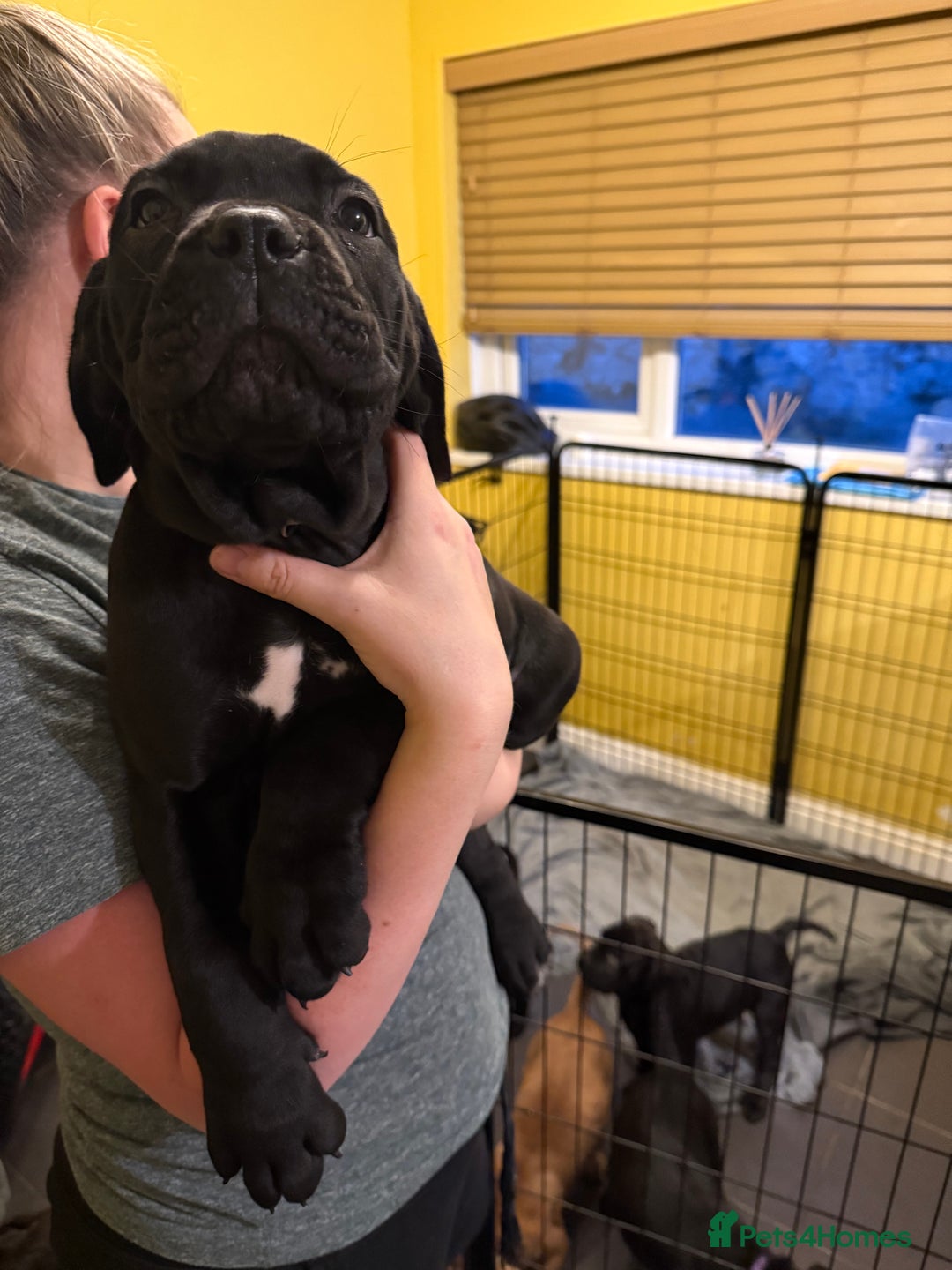 Cane Corso dogs for sale: Cane Corso puppies - Advert 15