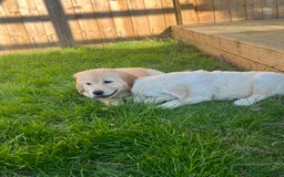 Golden Retriever dogs for sale: Teddy Bear Goldies - Image 21