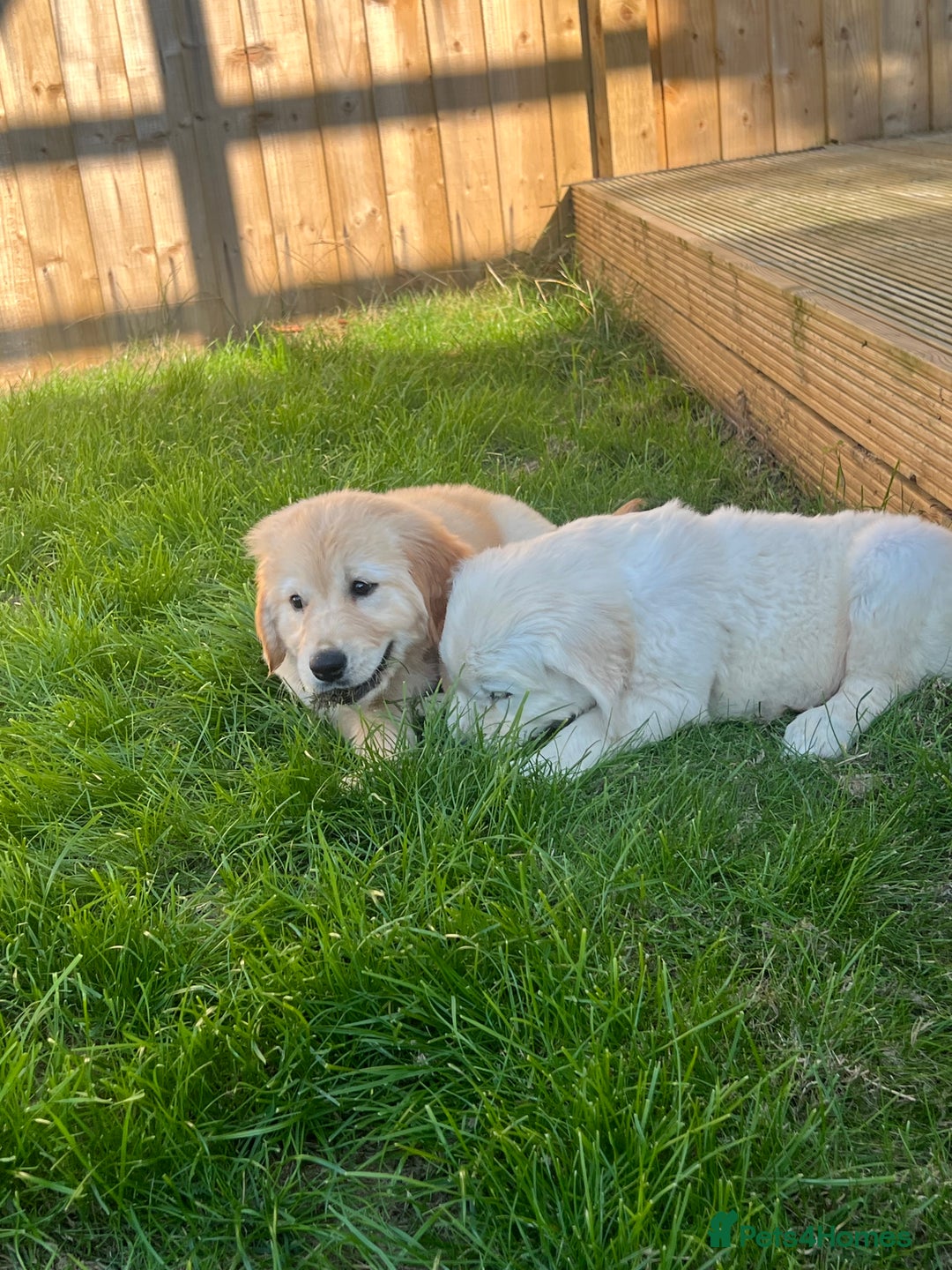 Golden Retriever dogs for sale: Teddy Bear Goldies - Image 21
