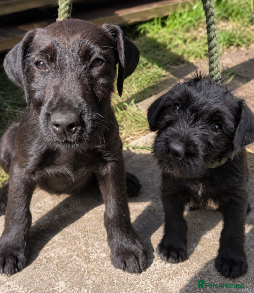 Mixed Breed dogs Terrier Bitch Puppies  - Advert 13