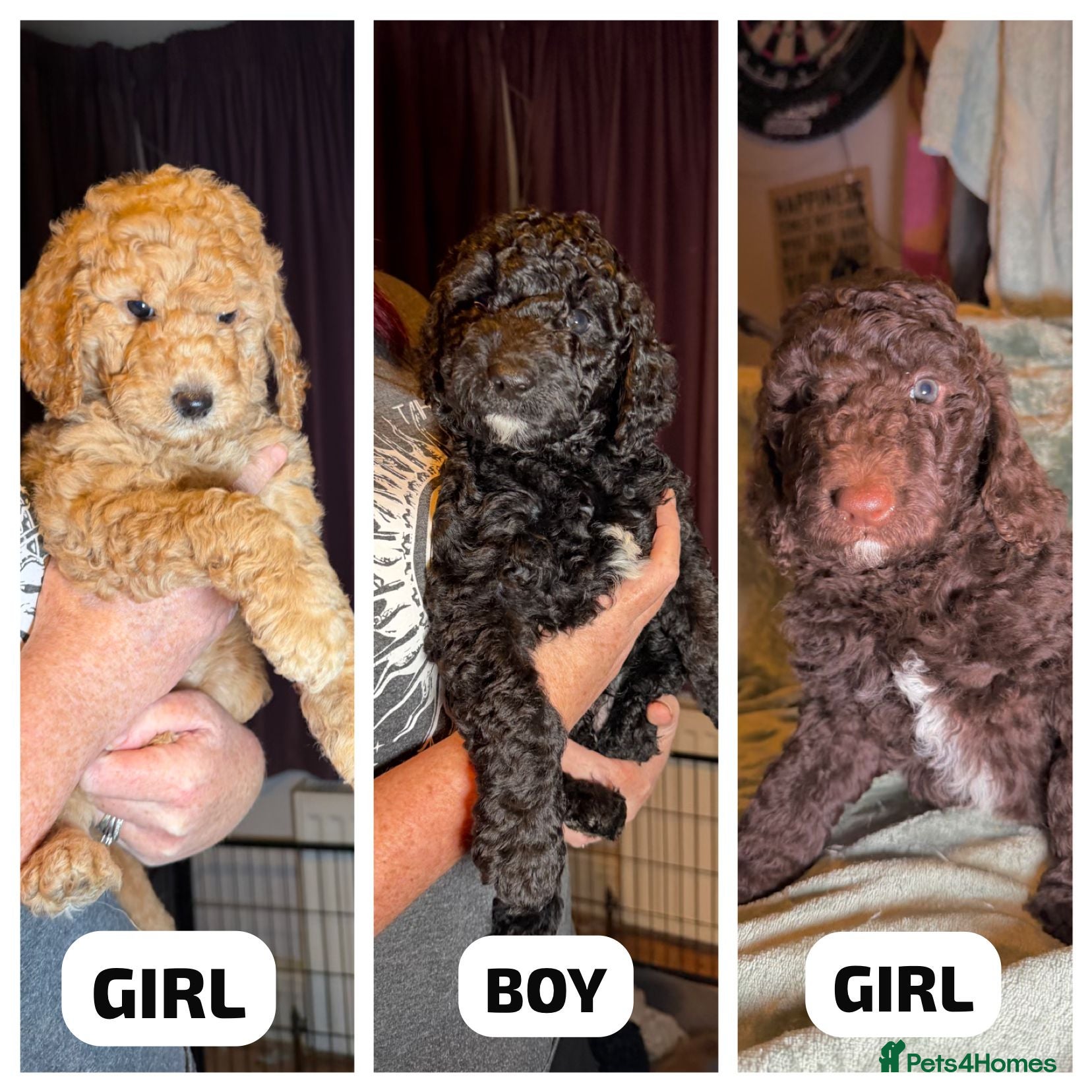 Goldendoodle dogs Goldendoodles Ready Now - Advert 2