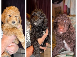 Goldendoodle dogs Goldendoodles Ready Now - Advert 2