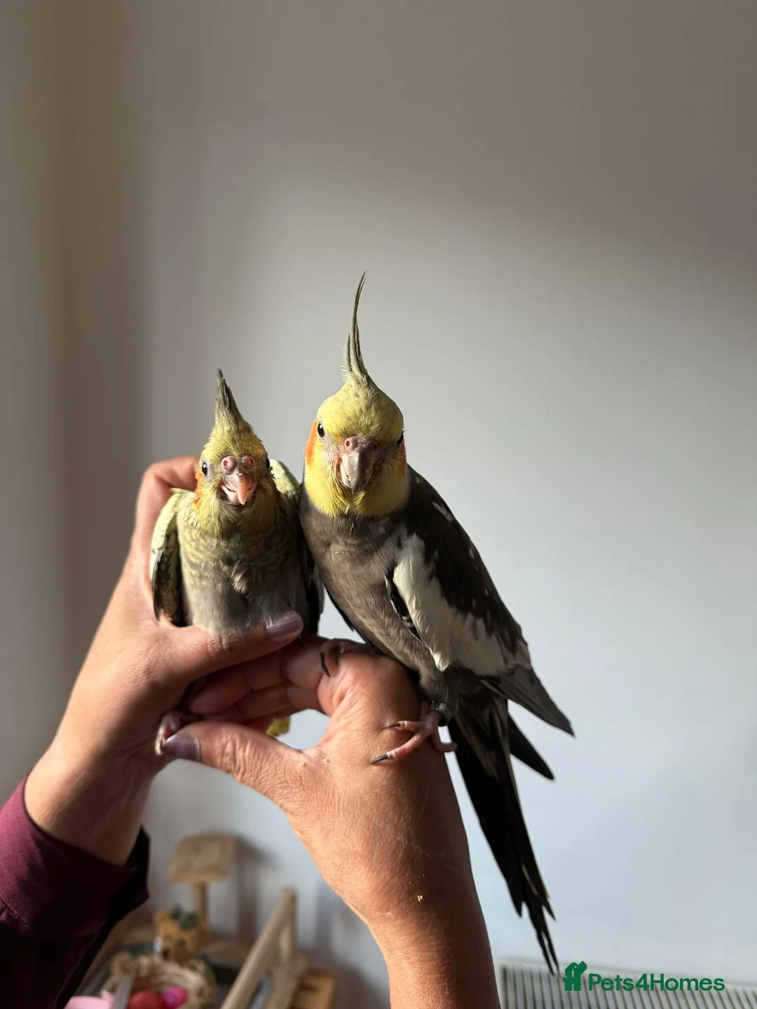 Cockatiels birds for sale: Handtame Cockatiel Daughter for Loving Home - Advert 3