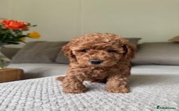 Cavapoo dogs for sale: Beautiful Litter Of F2b Cavapoos - Image 25