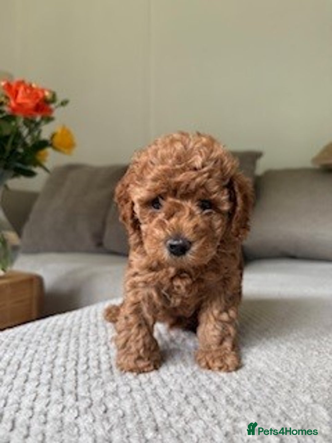 Cavapoo dogs for sale: Beautiful Litter Of F2b Cavapoos - Image 25