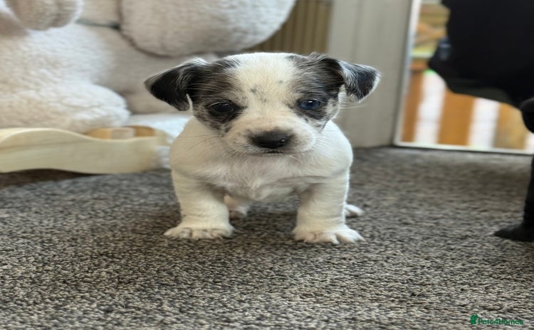 Mixed Breed dogs - Advert 1