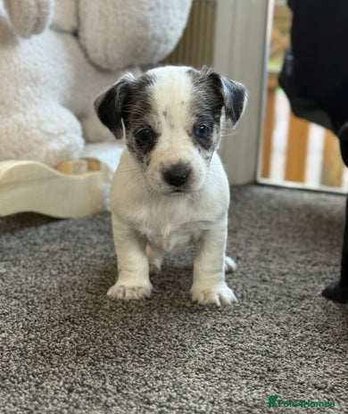 Mixed Breed dogs - Advert 3