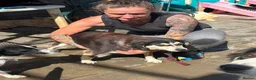 Mixed Breed dogs for adoption: Spritzer - great Ellingham Norfolk  in Attleborough - Advert 11