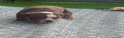 English Bulldog dogs for sale: 🍫Outstanding choc English bulldogs 🌟⭐️⭐️ - Advert 7