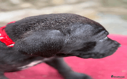 Cane Corso dogs for sale: 9 Beautiful Cane Corso Puppies for sale  - Image 7