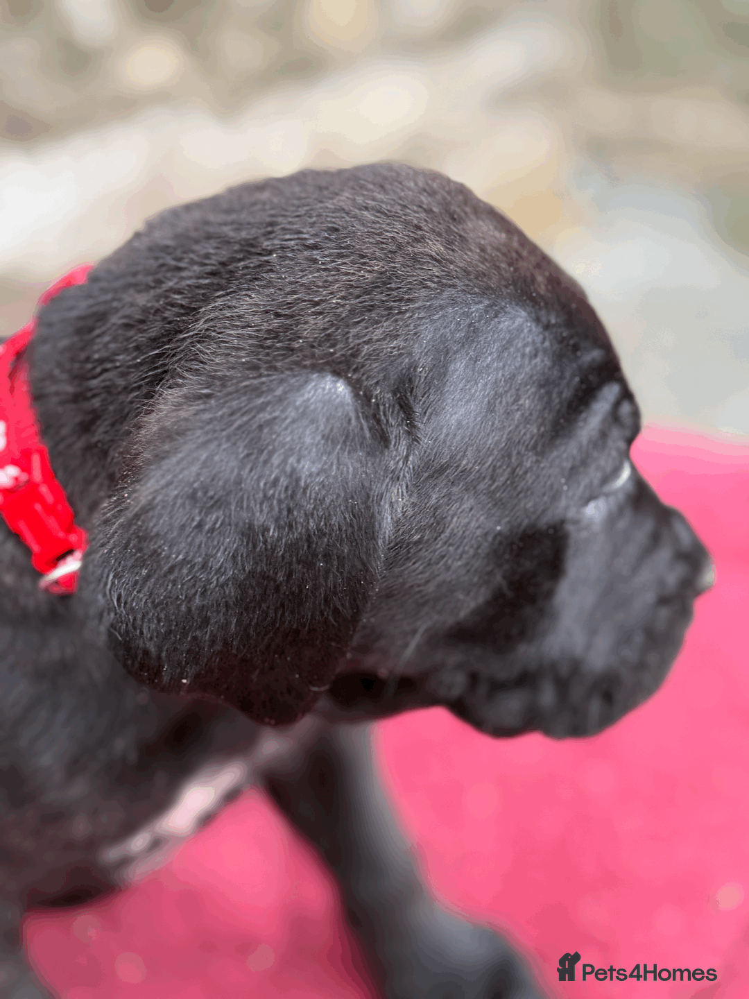 Cane Corso dogs for sale: 9 Beautiful Cane Corso Puppies for sale  - Image 7