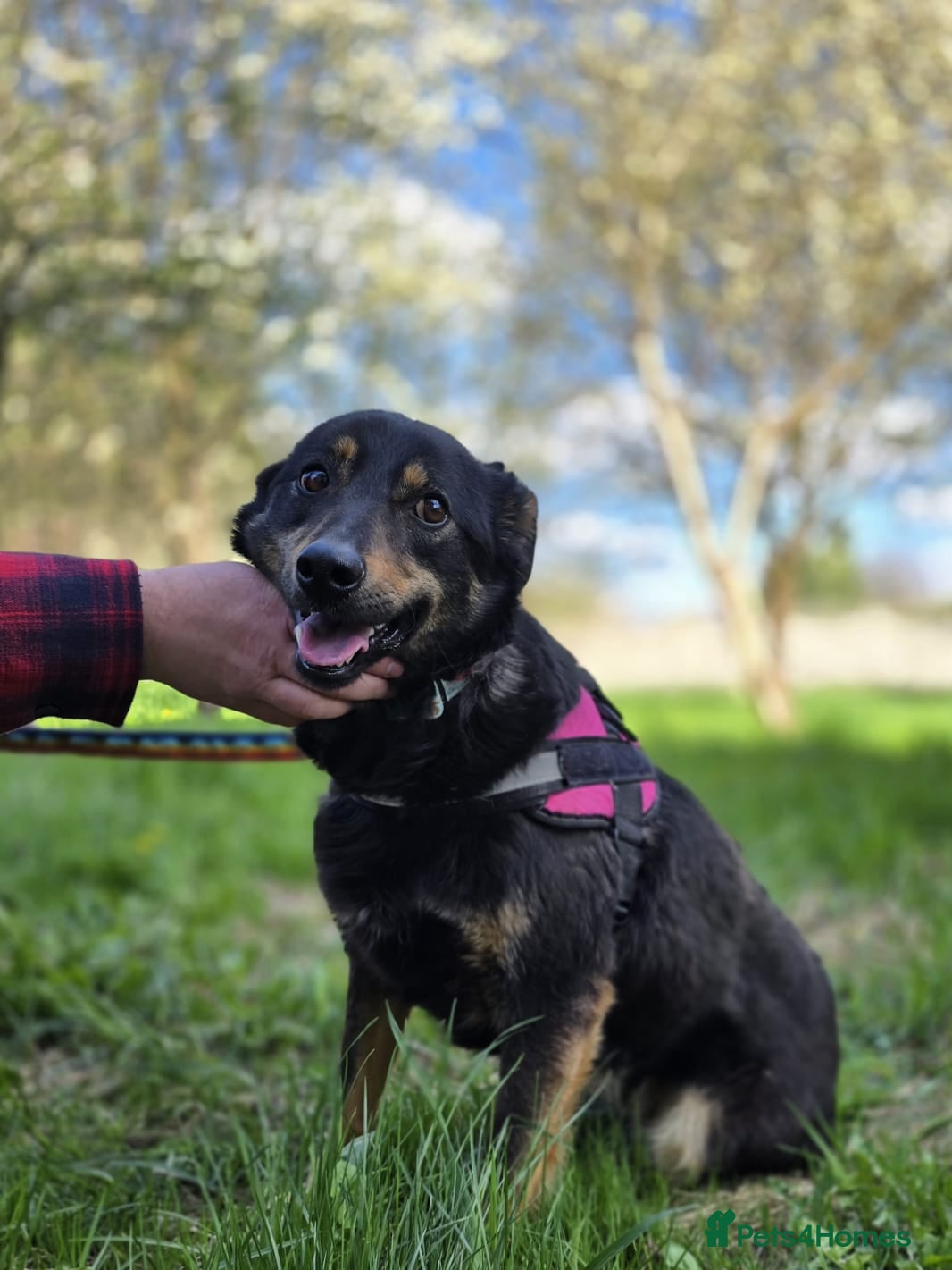 Mixed Breed dogs ❤️ROSIE❤️2.5 yo low-medium friendly loving girl - Advert 2