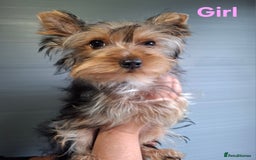 Yorkshire Terrier dogs for sale: Beautiful Toy Yorkshire Terrier puppies - Image 8