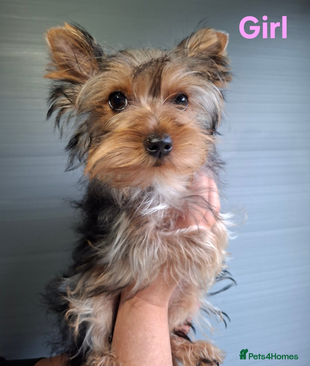 Yorkshire Terrier dogs for sale: Beautiful Toy Yorkshire Terrier puppies - Image 8