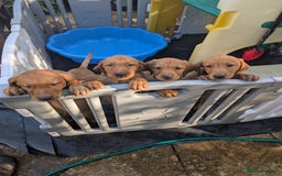 Labrador Retriever dogs for sale: Red Fox Labradors  in Wigston - Image 1
