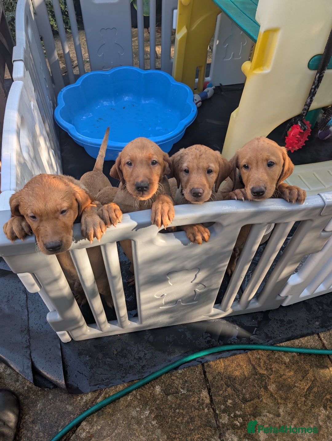 Labrador Retriever dogs for sale: Red Fox Labradors  in Wigston - Image 1