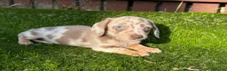 Miniature Dachshund dogs for sale: ❤️Adorable Isabella Miniature Dachshund Puppies 🐶 - Advert 19