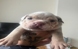 English Bulldog dogs for sale: English Bulldogs  - Image 26