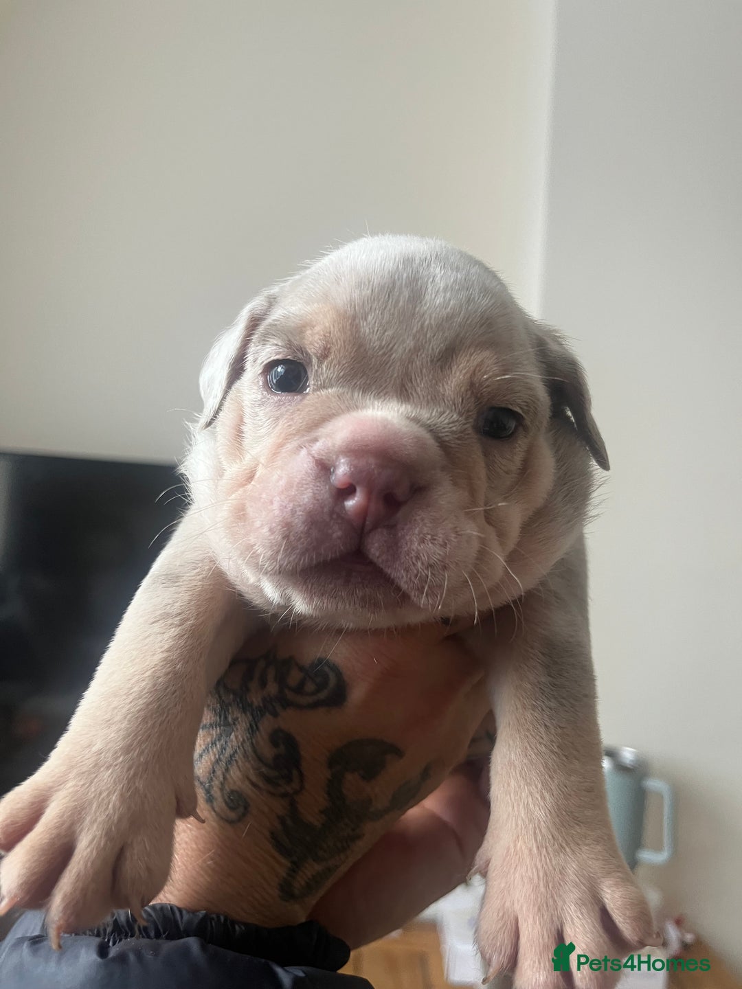 English Bulldog dogs for sale: English Bulldogs  - Image 26