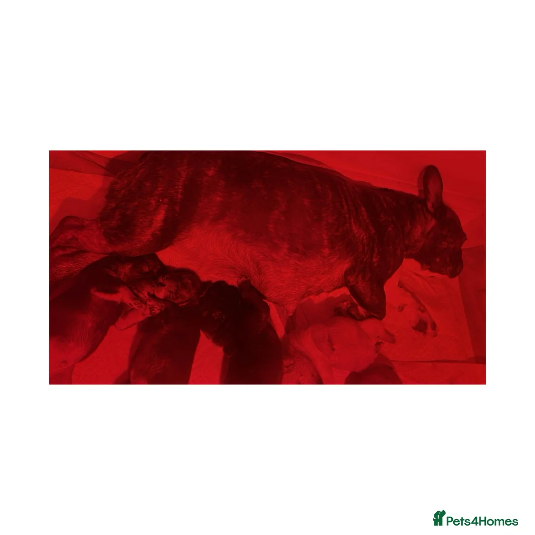 French Bulldog dogs for sale: DWKC French Bulldogs - Advert 1