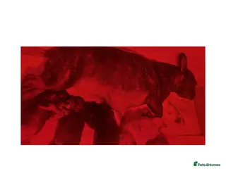 French Bulldog dogs DWKC French Bulldogs - Advert 2